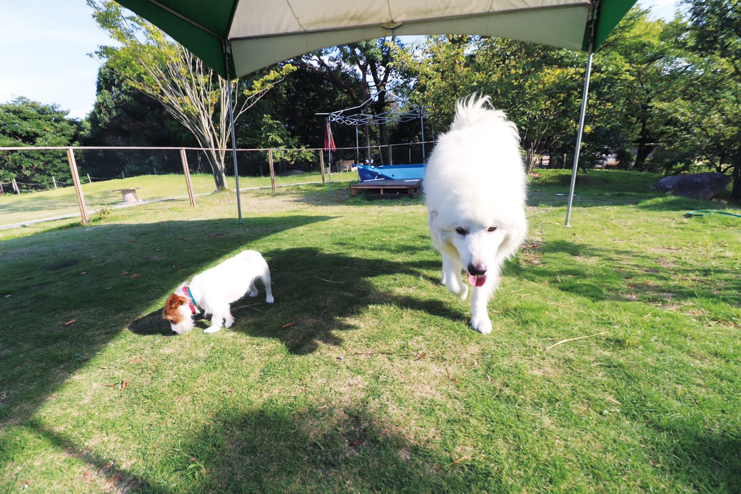 看板犬